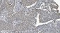 Anti-SAMHD1 Antibody Picoband™ (monoclonal, 10H8)